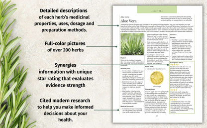 Hidden Powers of Everyday Herbs