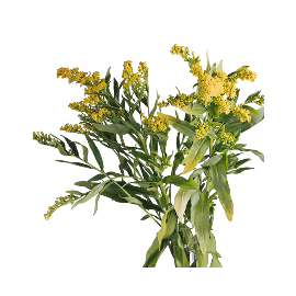 Acacia